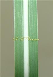  Leaf blade